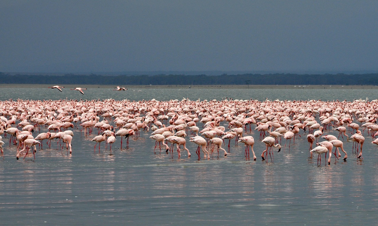 fenicotteri