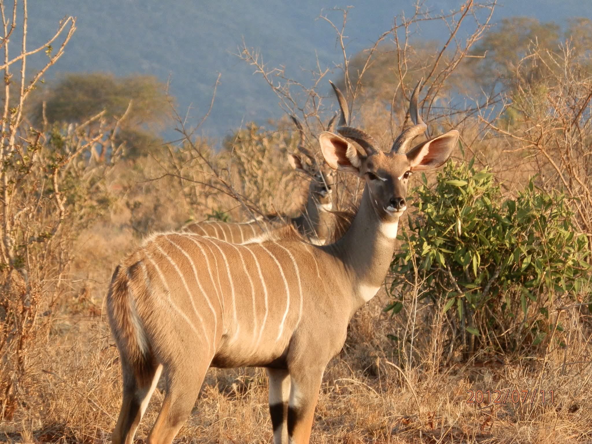 Kudu