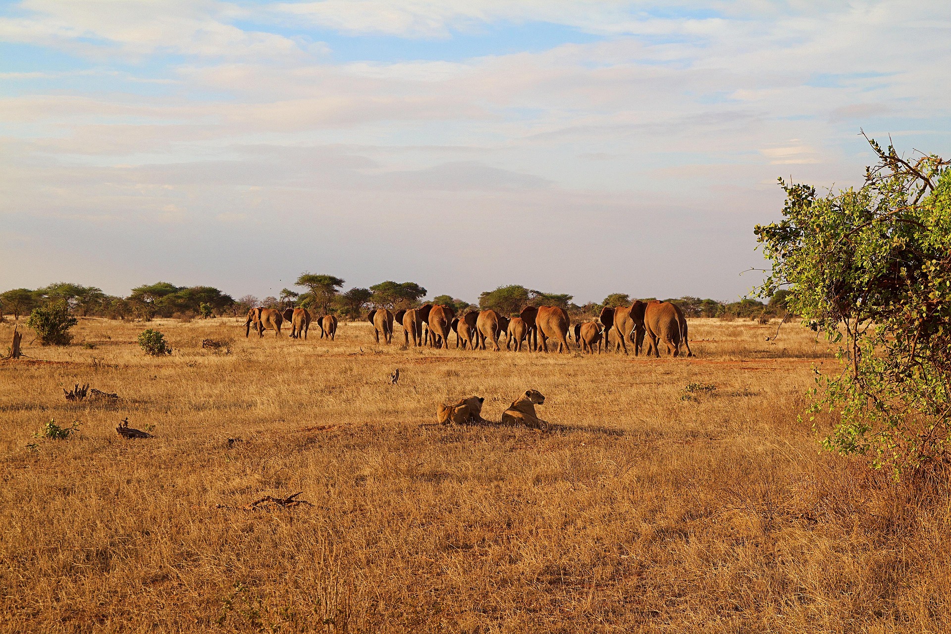 Parco Tsavo Est